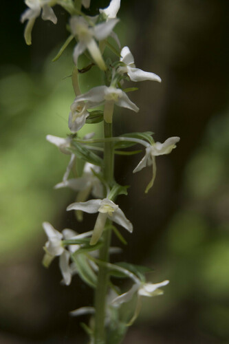 Lesser Butterfly-Orchid - Photo (c) piripip, some rights reserved (CC BY-NC)