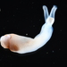 Nototeredo norvagica - Photo (c) xavi salvador costa, some rights reserved (CC BY-NC), uploaded by xavi salvador costa