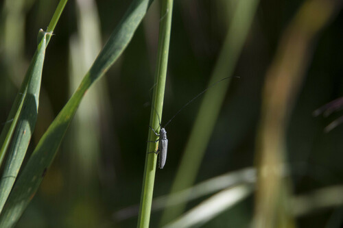 Calamobius filum - Photo (c) piripip, some rights reserved (CC BY-NC)