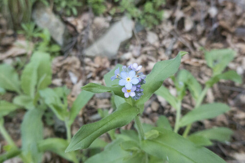 Forget-Me-Nots - Photo (c) piripip, some rights reserved (CC BY-NC)