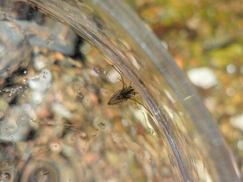 Milky Backswimmers - Photo (c) piripip, some rights reserved (CC BY-NC)