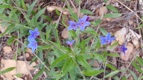 Purple Gromwell - Photo (c) piripip, some rights reserved (CC BY-NC)