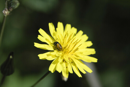 Cryptocephalus rugicollis - Photo (c) piripip, some rights reserved (CC BY-NC)