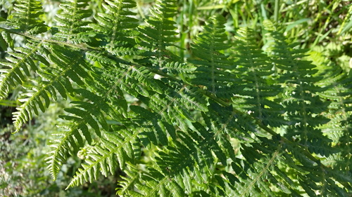 Common Bracken - Photo (c) piripip, some rights reserved (CC BY-NC)