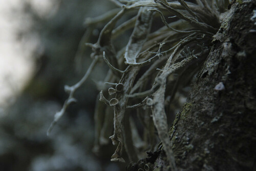 Bushy Lichens - Photo (c) piripip, some rights reserved (CC BY-NC)