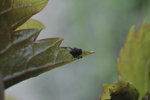 Ticks - Photo (c) piripip, some rights reserved (CC BY-NC)