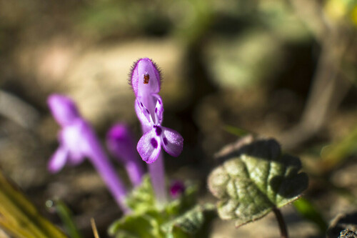 Henbit Deadnettle - Photo (c) piripip, some rights reserved (CC BY-NC)
