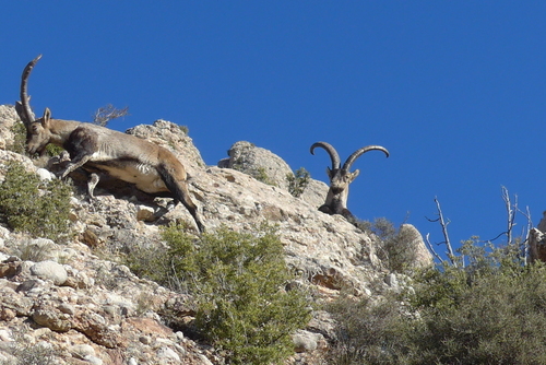 Iberian Ibex - Photo (c) piripip, some rights reserved (CC BY-NC)