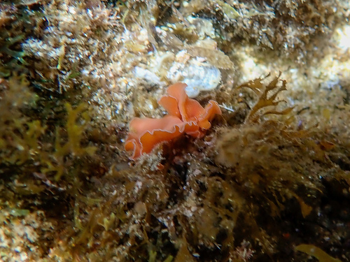 Mediterranean Orange Polyclad Worm - Photo (c) ramonservitje, some rights reserved (CC BY-NC)