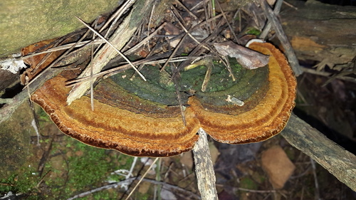 Tufted Bracket - Photo (c) piripip, some rights reserved (CC BY-NC)