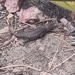 Sceloporus cowlesi - Photo (c) Karen Soacha, some rights reserved (CC BY), uploaded by Karen Soacha