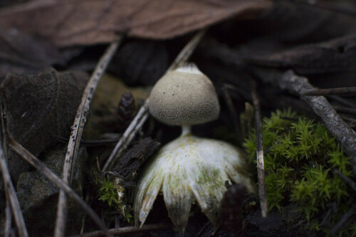 Earthstars - Photo (c) piripip, some rights reserved (CC BY-NC)