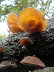 Jelly Ear - Photo (c) piripip, some rights reserved (CC BY-NC)