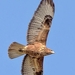 Buteo rufinus - Photo (c) Αναστασία Σκοδρα, some rights reserved (CC BY), uploaded by Αναστασία Σκοδρα