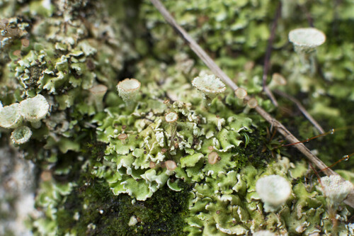 Pixie Cup and Reindeer Lichens - Photo (c) piripip, some rights reserved (CC BY-NC)