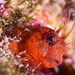 Parablennius - Photo (c) FECDAS MEDI AMBIENT, some rights reserved (CC BY-NC), uploaded by FECDAS MEDI AMBIENT