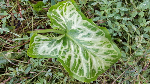 Italian Arum - Photo (c) piripip, some rights reserved (CC BY-NC)