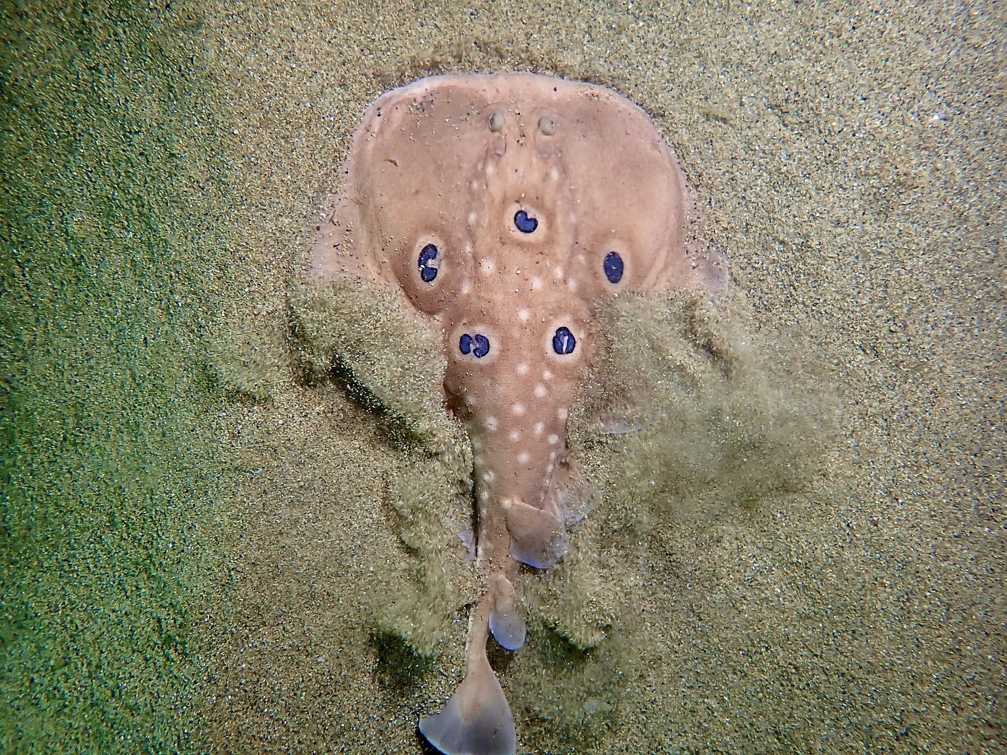 Common torpedo (Torpedo torpedo) — Torpedinidae — 5