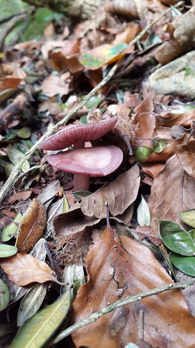 Bonnets - Photo (c) piripip, some rights reserved (CC BY-NC)