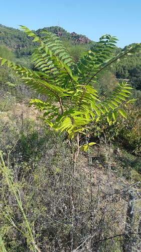 Tree-of-Heaven - Photo (c) piripip, some rights reserved (CC BY-NC)