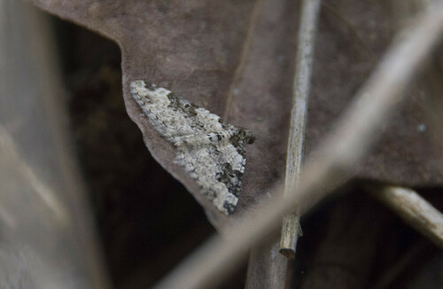 Garden Carpet - Photo (c) piripip, some rights reserved (CC BY-NC)