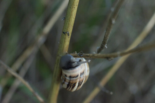 White Italian Snail - Photo (c) piripip, some rights reserved (CC BY-NC)