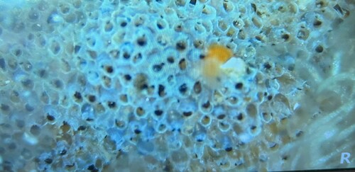 Celleporidae