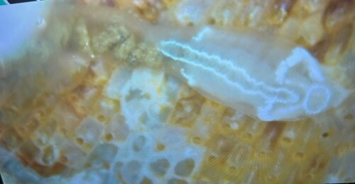 Ascidia bombilla
