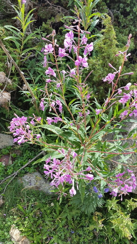 Fireweed - Photo (c) piripip, some rights reserved (CC BY-NC)