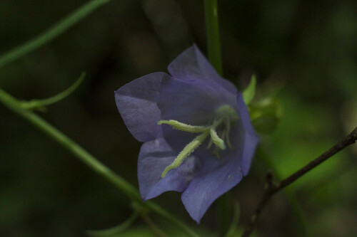 Bellflowers - Photo (c) piripip, some rights reserved (CC BY-NC)