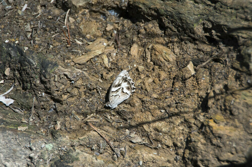 Striped Grayling - Photo (c) piripip, some rights reserved (CC BY-NC)