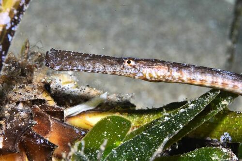 Broadnosed Pipefish - Photo (c) xavi salvador costa, some rights reserved (CC BY-NC)