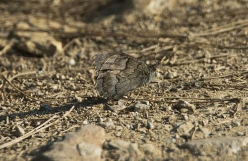 Tree Grayling - Photo (c) piripip, some rights reserved (CC BY-NC)