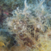 Ericaria zosteroides - Photo (c) xavi salvador costa, some rights reserved (CC BY-NC), uploaded by xavi salvador costa
