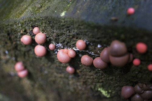 Wolf's Milk - Photo (c) piripip, some rights reserved (CC BY-NC)