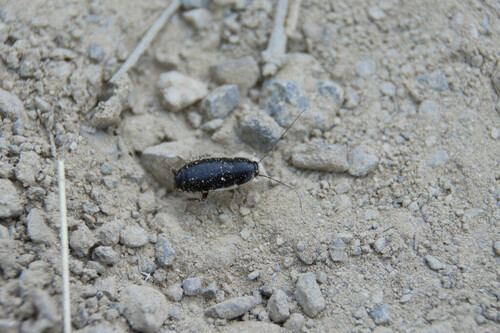 Wood Cockroaches - Photo (c) piripip, some rights reserved (CC BY-NC)