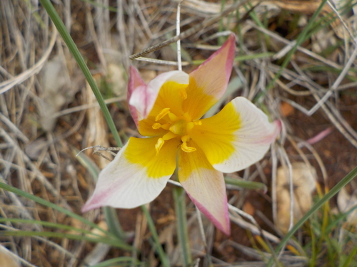 Tulips - Photo (c) piripip, some rights reserved (CC BY-NC)