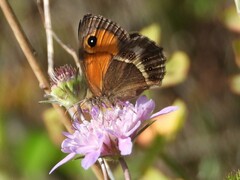 Spanish Gatekeeper - Photo (c) Vicenç Roig Vidal, some rights reserved (CC BY-NC), uploaded by Vicenç Roig Vidal