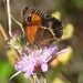 Spanish Gatekeeper - Photo (c) Vicenç Roig Vidal, some rights reserved (CC BY-NC), uploaded by Vicenç Roig Vidal