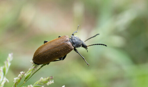 Omophlus - Photo (c) piripip, some rights reserved (CC BY-NC)