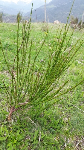 Scotch Broom - Photo (c) piripip, some rights reserved (CC BY-NC)