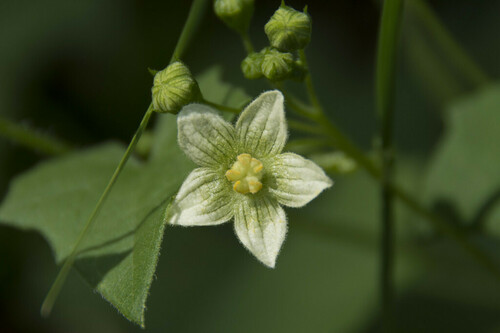 White Bryony - Photo (c) piripip, some rights reserved (CC BY-NC)