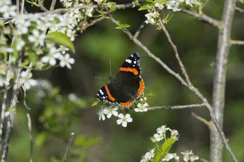 Red Admiral - Photo (c) piripip, some rights reserved (CC BY-NC)