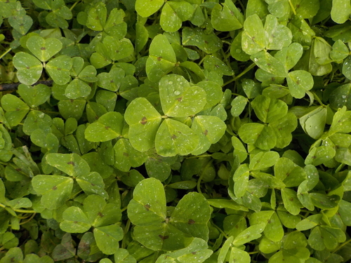 Spotted Medick - Photo (c) piripip, some rights reserved (CC BY-NC)