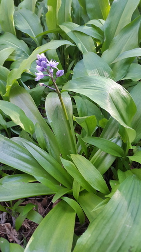 Squills - Photo (c) piripip, some rights reserved (CC BY-NC)