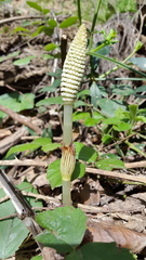 Great Horsetail - Photo (c) piripip, some rights reserved (CC BY-NC)