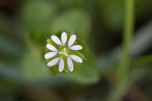 Common Chickweed - Photo (c) piripip, some rights reserved (CC BY-NC)