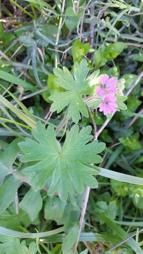 Dove's-foot Crane's-Bill - Photo (c) piripip, some rights reserved (CC BY-NC)