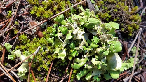 Cladonia foliacea - Photo (c) piripip, some rights reserved (CC BY-NC)