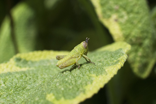 Common Maquis Grasshopper - Photo (c) piripip, some rights reserved (CC BY-NC)
